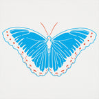 Blue Morpho Butterfly