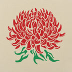Chrysanthemum Botanical Illustration