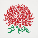 Chrysanthemum Botanical Illustration