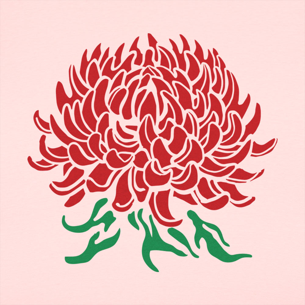 Chrysanthemum Botanical Illustration