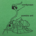 Cordyceps Zombie Ant Fungus Diagram