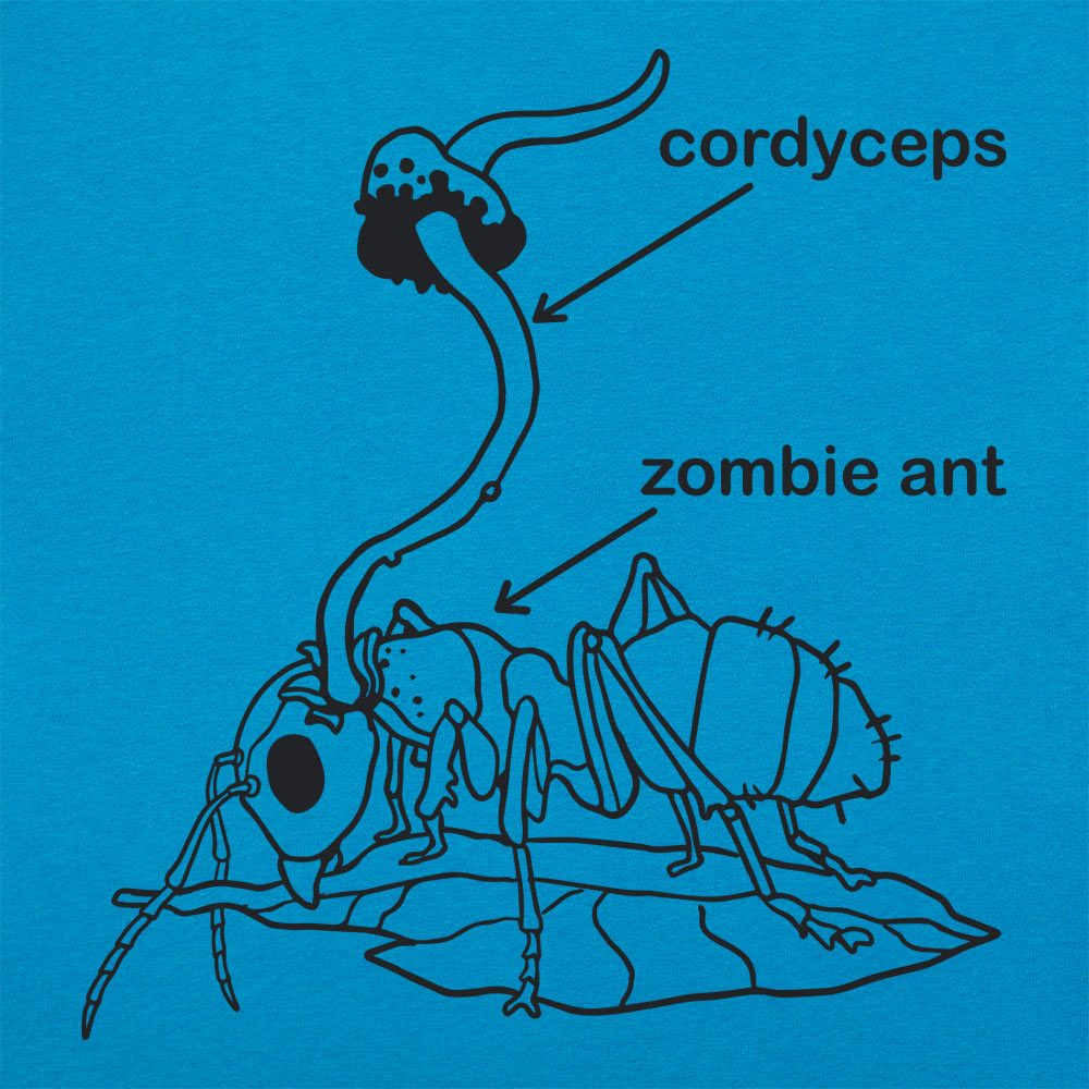 Cordyceps Zombie Ant Fungus Diagram