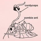 Cordyceps Zombie Ant Fungus Diagram