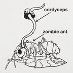 Cordyceps Zombie Ant Fungus Diagram