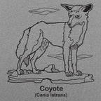 Coyote Canis Latrans Illustration