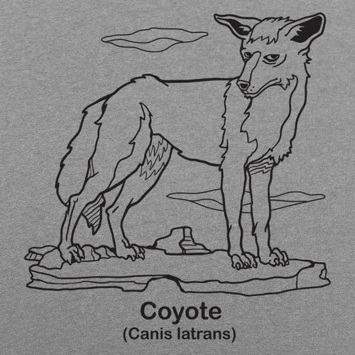 Coyote Canis Latrans Illustration