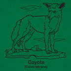 Coyote Canis Latrans Illustration