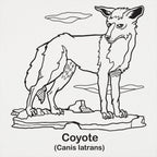 Coyote Canis Latrans Illustration