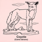 Coyote Canis Latrans Illustration