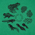 Frog Life Cycle Diagram from Eggs to Tadpole to Frog