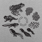 Frog Life Cycle Diagram from Eggs to Tadpole to Frog