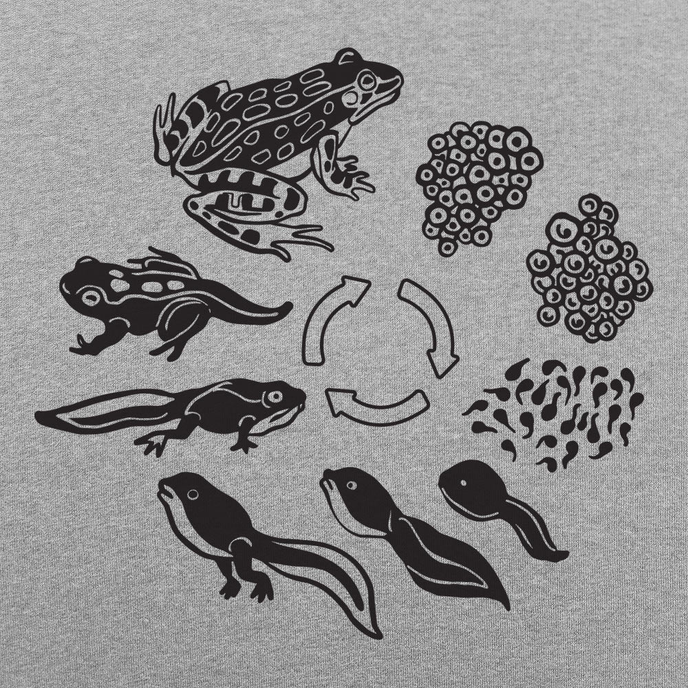 Frog Life Cycle Diagram from Eggs to Tadpole to Frog
