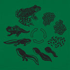 Frog Life Cycle Diagram from Eggs to Tadpole to Frog