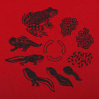 Frog Life Cycle Diagram from Eggs to Tadpole to Frog