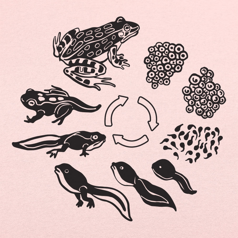 Frog Life Cycle Diagram from Eggs to Tadpole to Frog