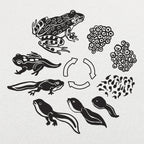 Frog Life Cycle Diagram from Eggs to Tadpole to Frog