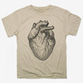 Human Heart Anatomical Illustration