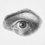 Human Eye Vintage Anatomical Illustration