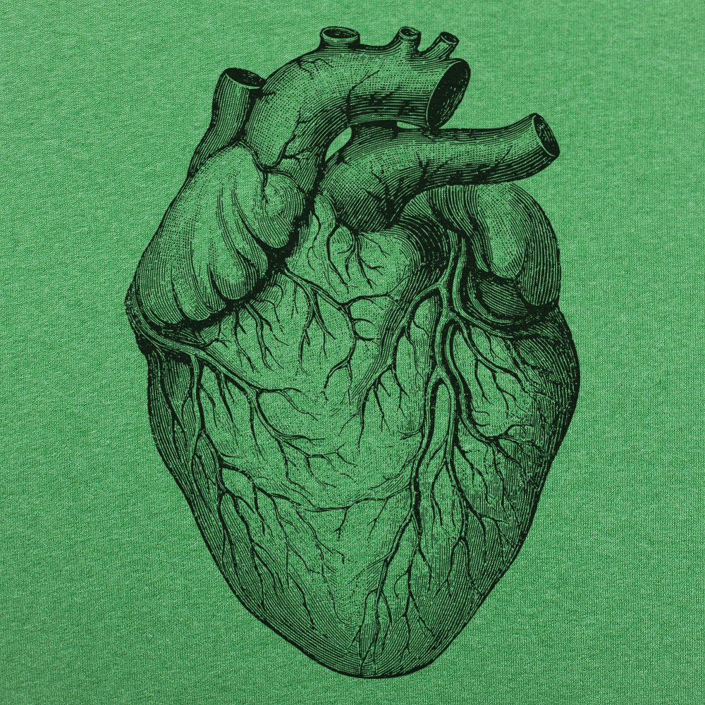 Human Heart Anatomical Illustration