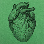 Human Heart Anatomical Illustration