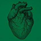 Human Heart Anatomical Illustration