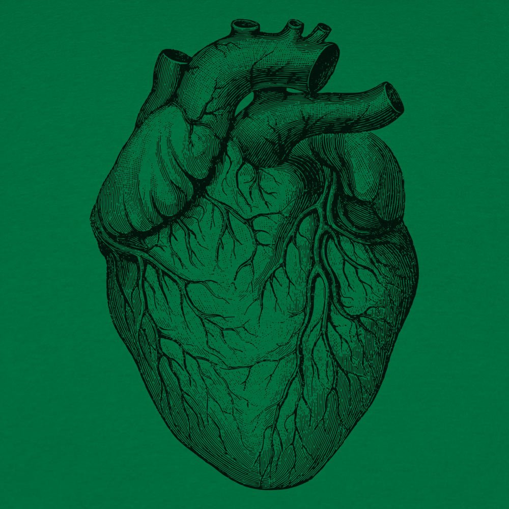 Human Heart Anatomical Illustration