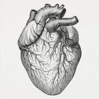 Human Heart Anatomical Illustration
