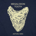 Megalodon Tooth Actual Size