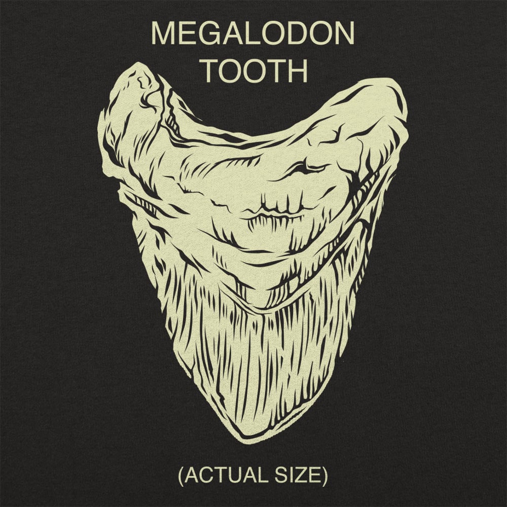 Megalodon Tooth Actual Size