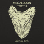 Megalodon Tooth Actual Size