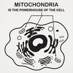 Mitochondria is the Powerhouse of the Cell Diagram