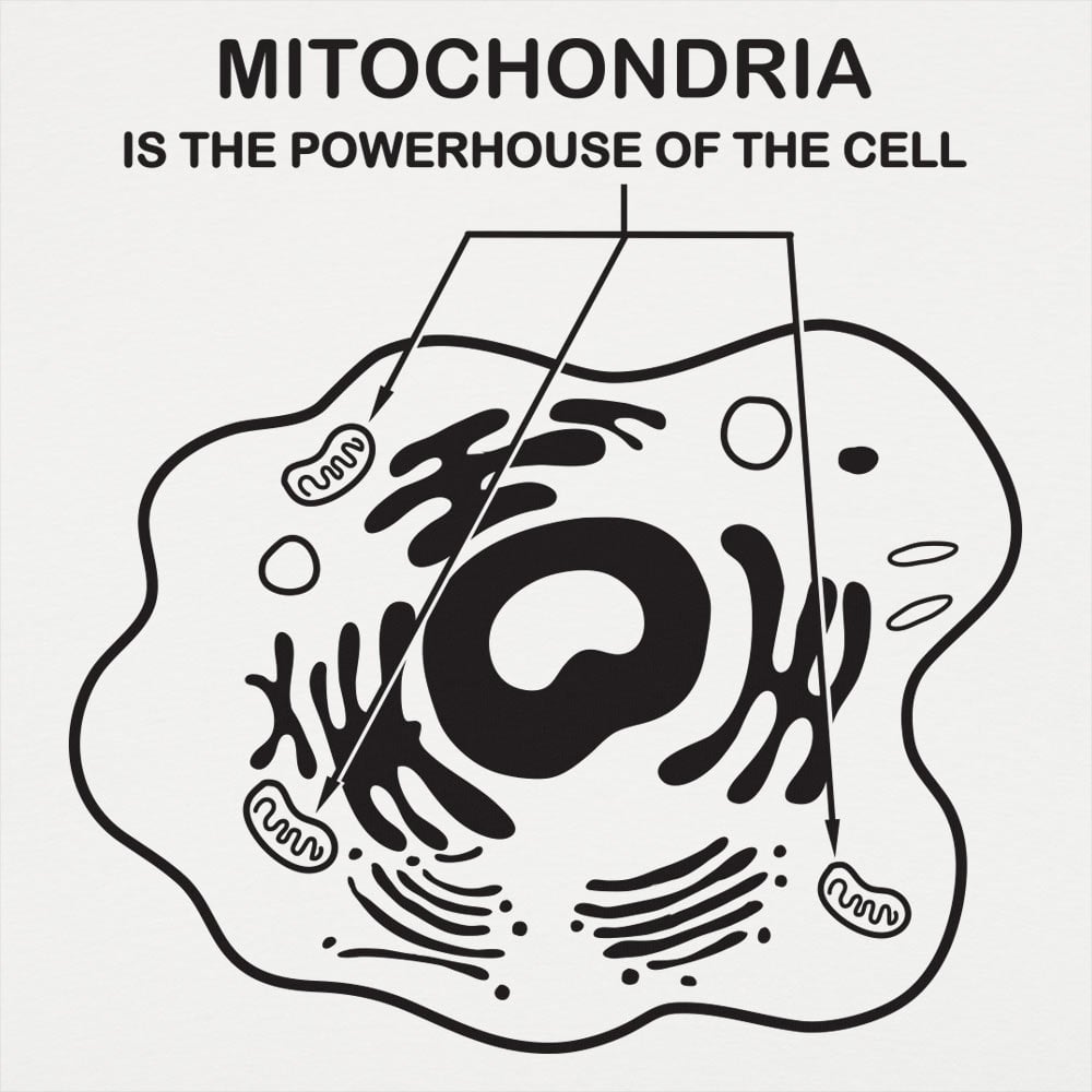 Mitochondria is the Powerhouse of the Cell Diagram