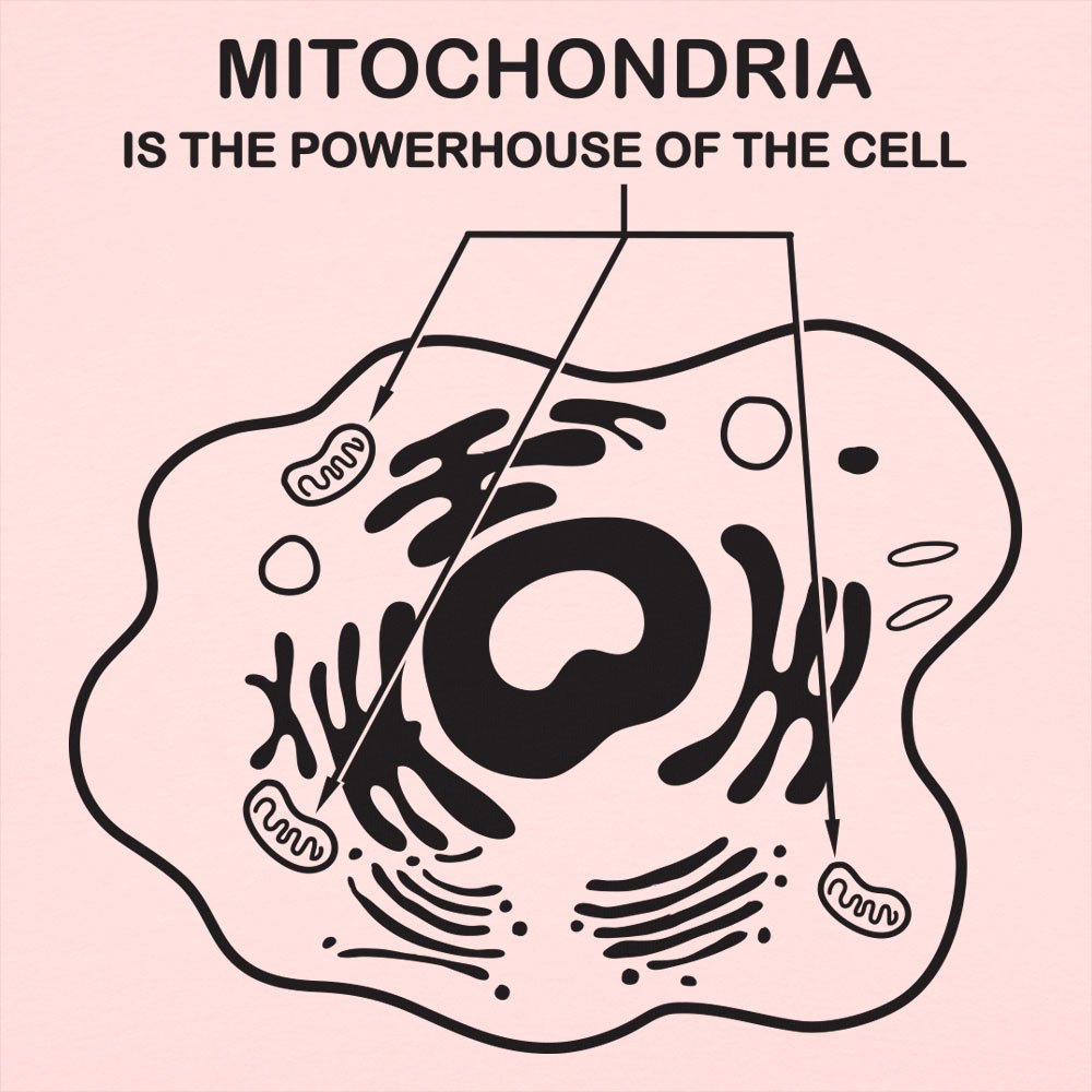 Mitochondria is the Powerhouse of the Cell Diagram