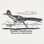 Greater Roadrunner Vintage Desert Bird Illustration