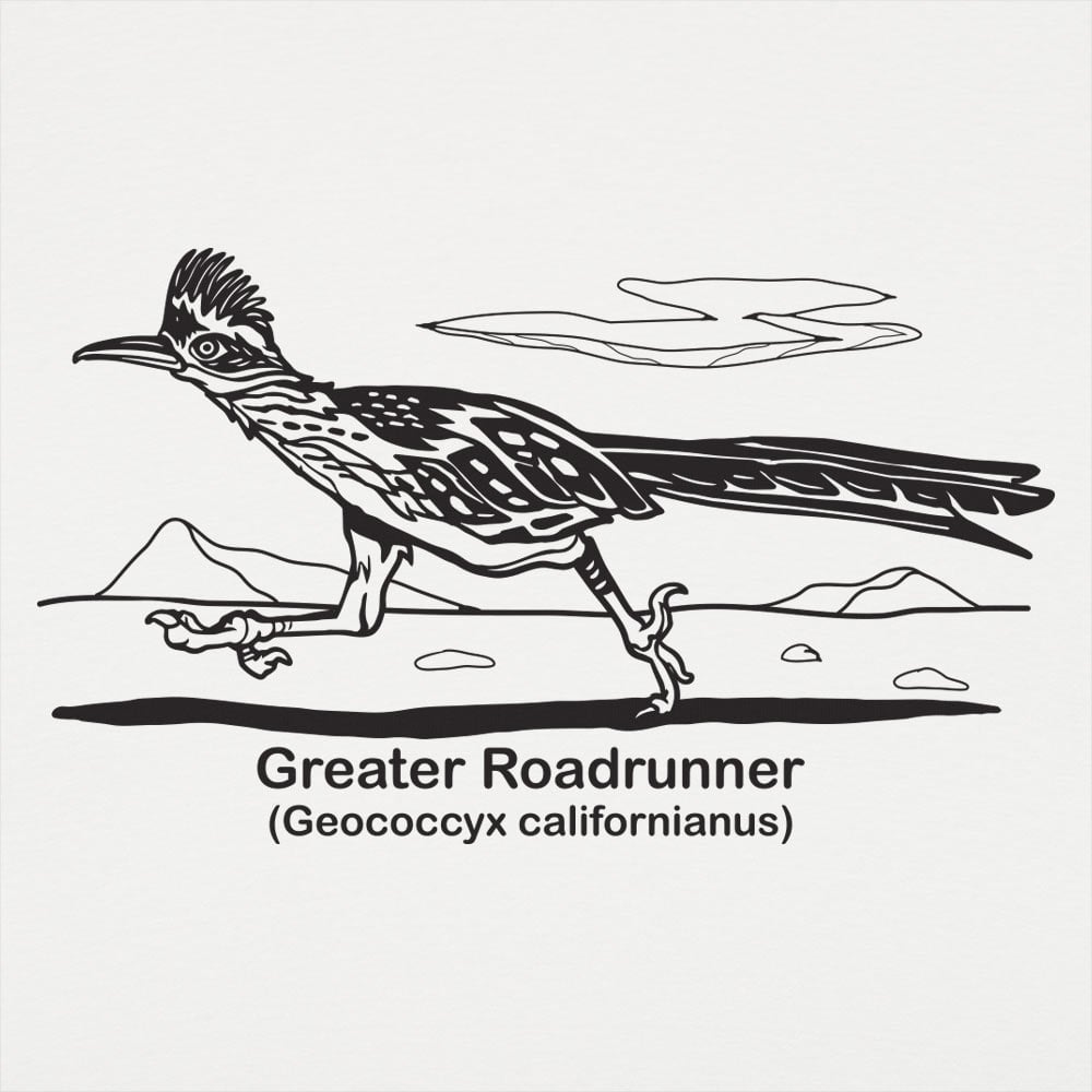 Greater Roadrunner Vintage Desert Bird Illustration