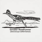 Greater Roadrunner Vintage Desert Bird Illustration